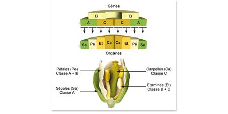 Exemple de création d'illustrations scientifiques